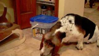 Bassets eating Biscuits by lovebassetcrap 1,796 views 15 years ago 1 minute, 25 seconds