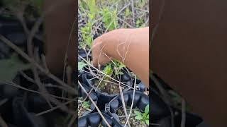 도라지 3년차 새순