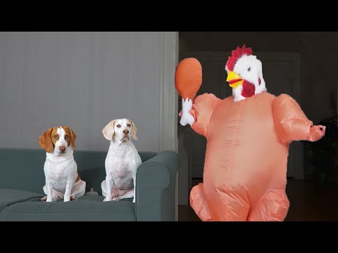 chicken-dogs-vs-dancing-chicken-prank:-funny-dogs-maymo,-potpie-&-penny