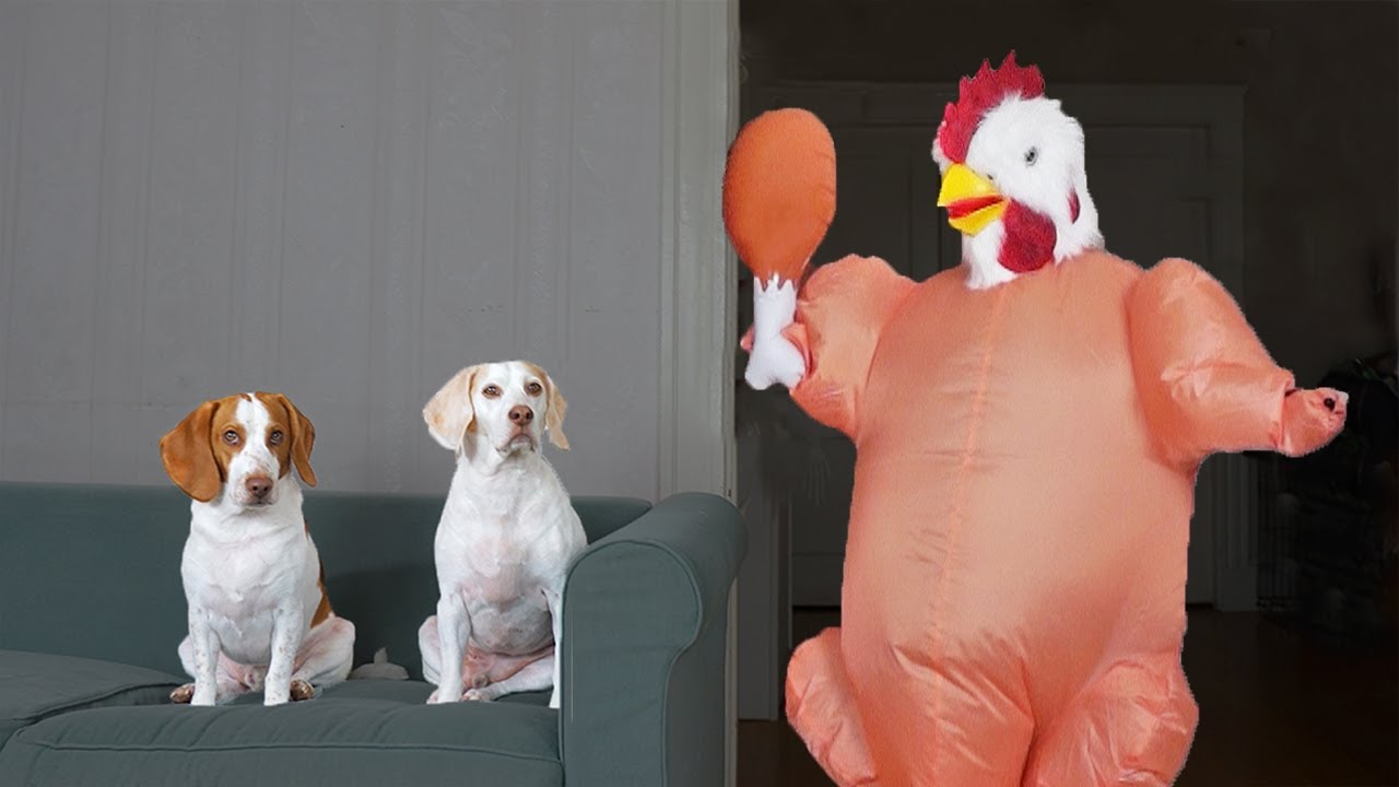 Dogs vs Dancing Chicken Prank: Funny Dogs Maymo, Potpie & Penny