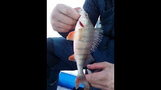 Рыбалка в Мохово 22 Января ( Енисей )