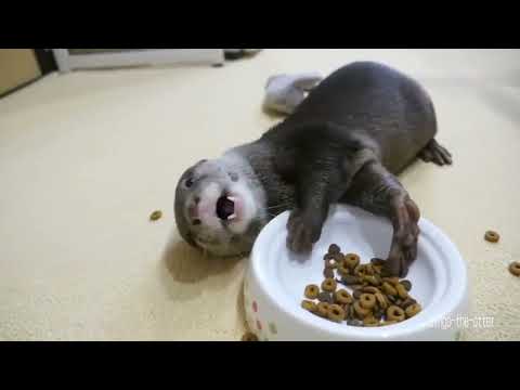Видео: The otter is eating. Hour version