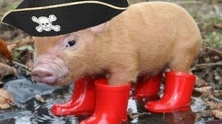 OINKERS AWAY!