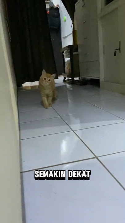 Kucing ini diam diam bikin kaget #shortvideo #shorts