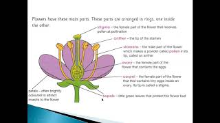 Science grade5(The parts of a flower)