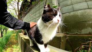 ハチワレ猫のお散歩について行ったら、そのまま住処へと帰っていった