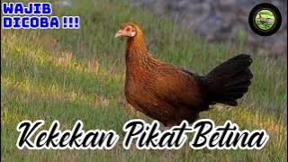 Kekekan Pikat Betina, Wajib di Coba