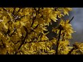 Весенняя прогулка по Житомиру(Spring walk in Zhytomyr)4К Ultra HD - Видео