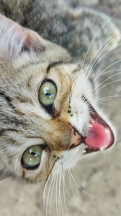 😺Кэся/Kesya