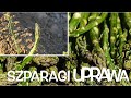 Szparagi uprawa i sadzenie uprawa szparagw planting asparagus