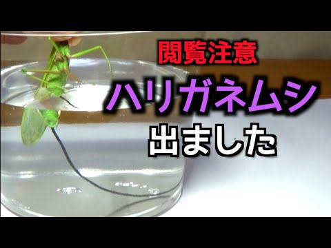 寄生虫 - YouTube