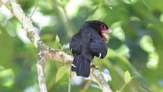 Dusky Broadbill