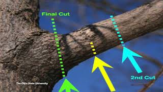 Pruning and Care of Tree Wounds AD