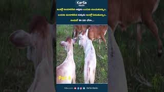 కుక్క లాగ ఆవును చేశా తప్పేంటి  | Adorable Apartment Mini Cows | KarSa Media cow miniature cows