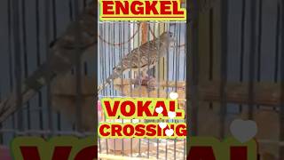 Download Lagu PERKUTUT CROSSING Gacor Vokal Engkel || SPEK KICAU \u0026 ANGGUNGAN MP3