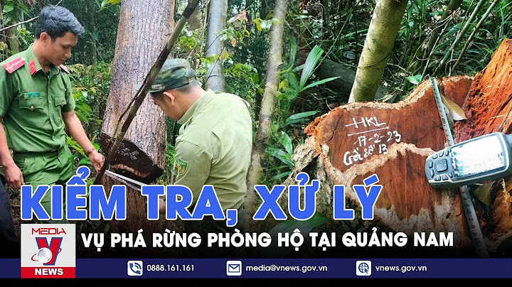 Trong năm 2023 có bao nhiêu vụ chặt phá rừng năm 2024