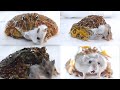 Hamsters are a feast for frogswarning live feeding