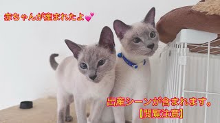 【猫出産動画】【閲覧注意】ロシアンブルー出産#猫出産#出産#猫の出産逆子#birthofthecat猫産まれた#catbirth#赤ちゃん猫