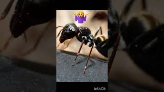 #facts #sciencefacts #ant#animq #knowledge in hindi