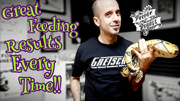 Proven Tip: Get Your Ball Python to Eat Thawed Rats Every Time