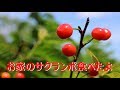 お家のサクランボ（記念植樹）食べたよ【家庭菜園・四国4月下旬】
