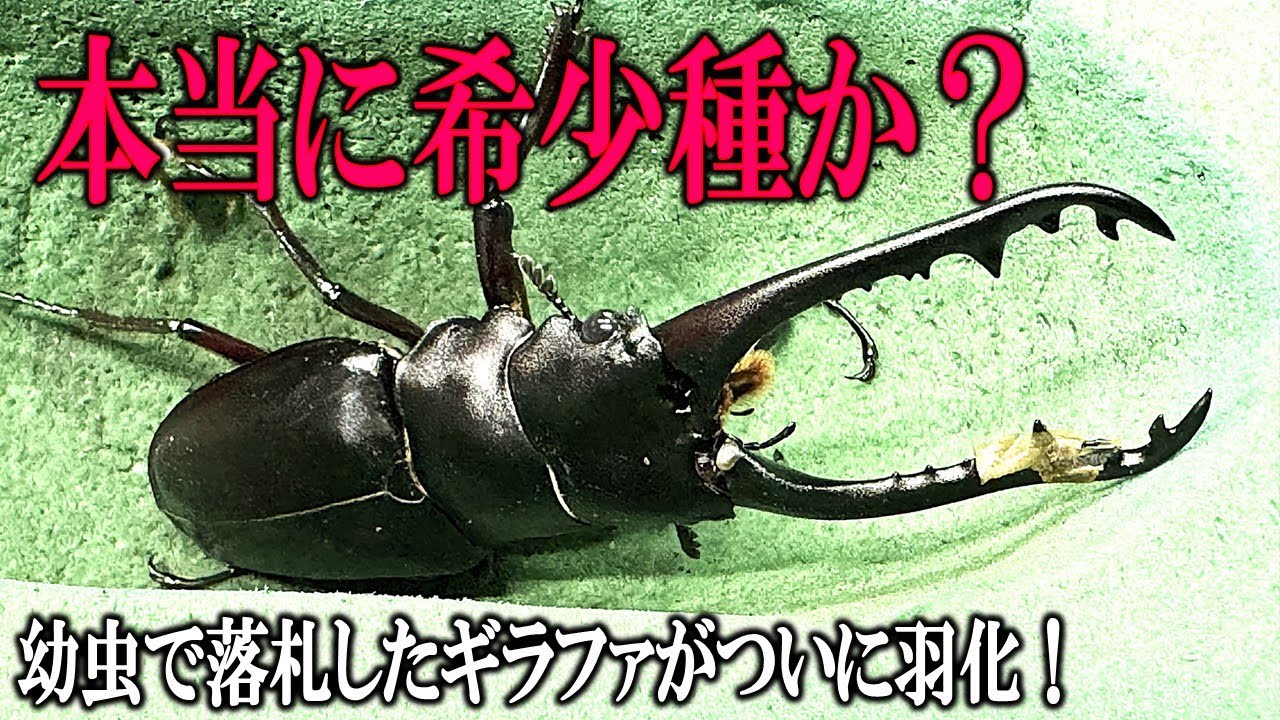 本当に希少なギラファ亜種が羽化したのか？人工蛹室で羽化させた