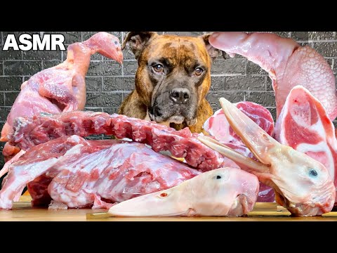 【大食い犬ASMR】今日も生肉を爆食いする愛犬が愛おしいwww MUKBANG Dog eats raw meat bones