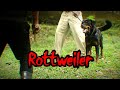 Rottweiler | All About the Breed!
