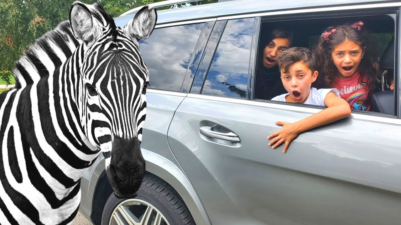 Zoo drive thru with HZHtube kids fun vlogs family fun