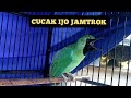Masteran Cucak Hijau Jamtrok Emosi Fighter Kicau Pidong Mp3 - Mp4 Download