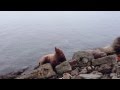 Лежбище сивучей на Камчатке. Rookery of sea lions in Kamchatka.