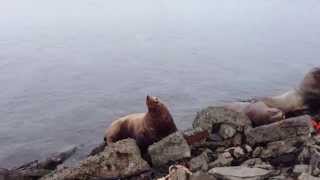 Лежбище сивучей на Камчатке. Rookery of sea lions in Kamchatka.