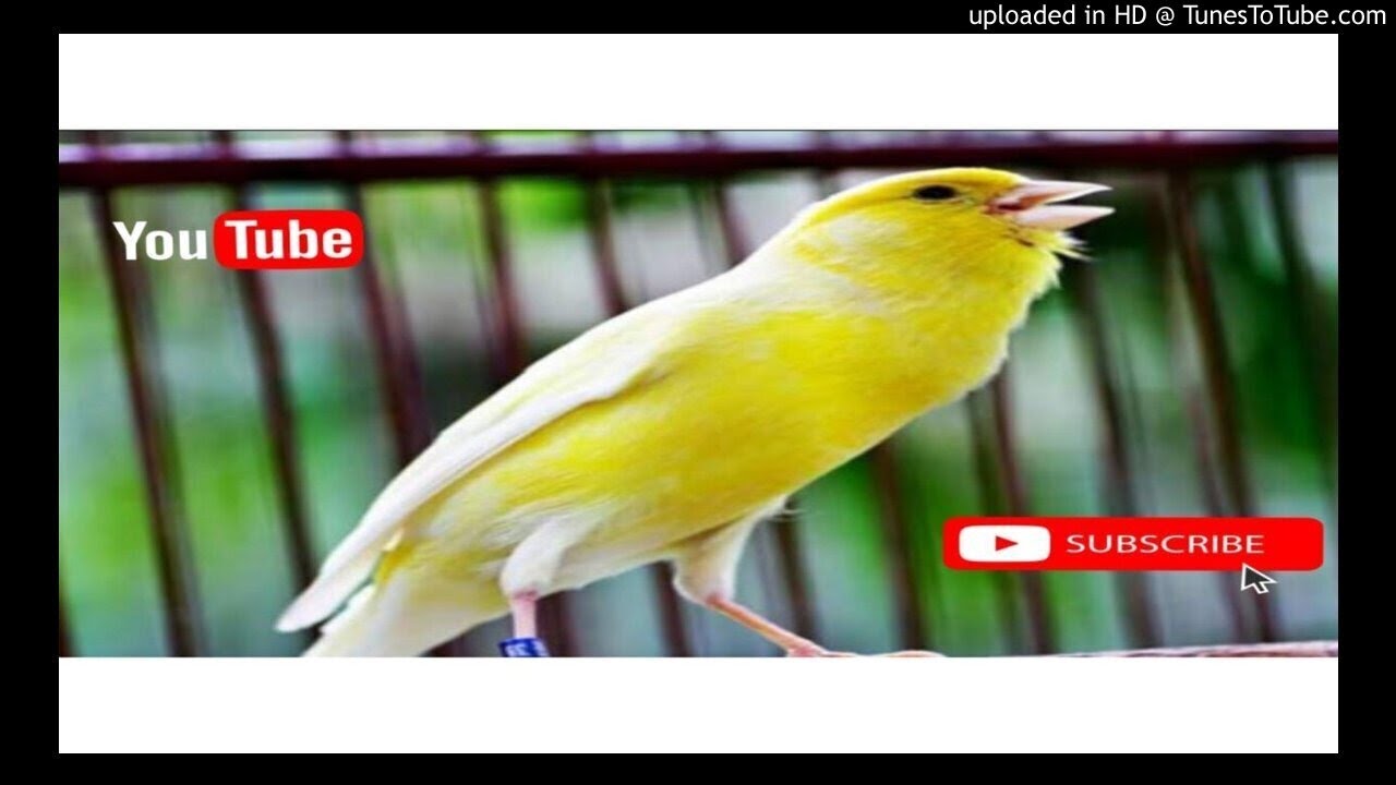 PANCINGAN BURUNG KENARI PAUD AGAR RAJIN BERKICAU 