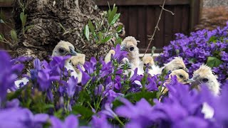 How To Sex 5-6 Week Old Silkie Chicks!