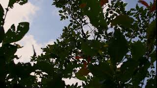 Close up to a tree leaves with background beautiful sky screenshot 4