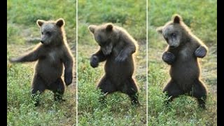 Baby Bear Cubs Playing - CUTEST Compilation| Funny Bear| lazy Bear 2021