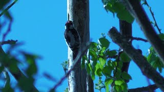 Hairy Woodpecker | Field Guide