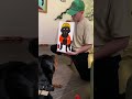 Full marks for dog understanding😂#dog #funny #cat #for #foryou #fyp #funnyvideo #animal #usa #pets