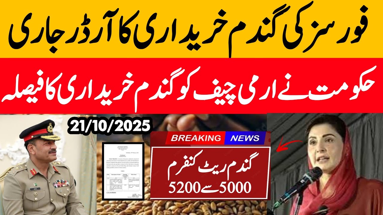 Wheat Support Final Price In Punjab 2025 ll Gundam Rate Today ll گندم ...