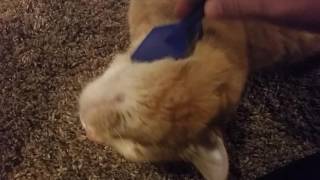Cat loves his brush! by Keith King 98 views 7 years ago 27 seconds