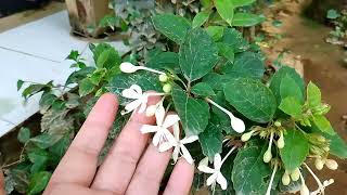 Deskripsi Herbal Kembang Bugang Clerodendrum Calamitosum