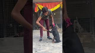 Doberman training