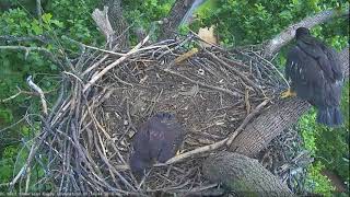 AEF DC Eagle Cam 6-24-18: A Milestone! DC 6 Branches.