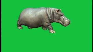 Hippopotamus green screen video, hippopotamus walking VFX designed in Blender.