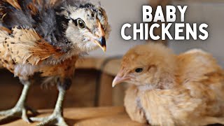 First Time Chicken Owners Take Home BABY Chicks