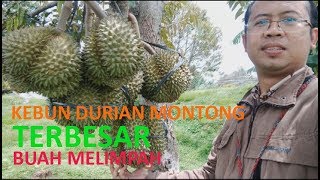 KEBUN DURIAN MONTONG TERBESAR BUAH MELIMPAH UKURAN MONSTER
