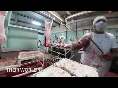 Animals Tortured to Death at Mexico’s Slaughterhouses