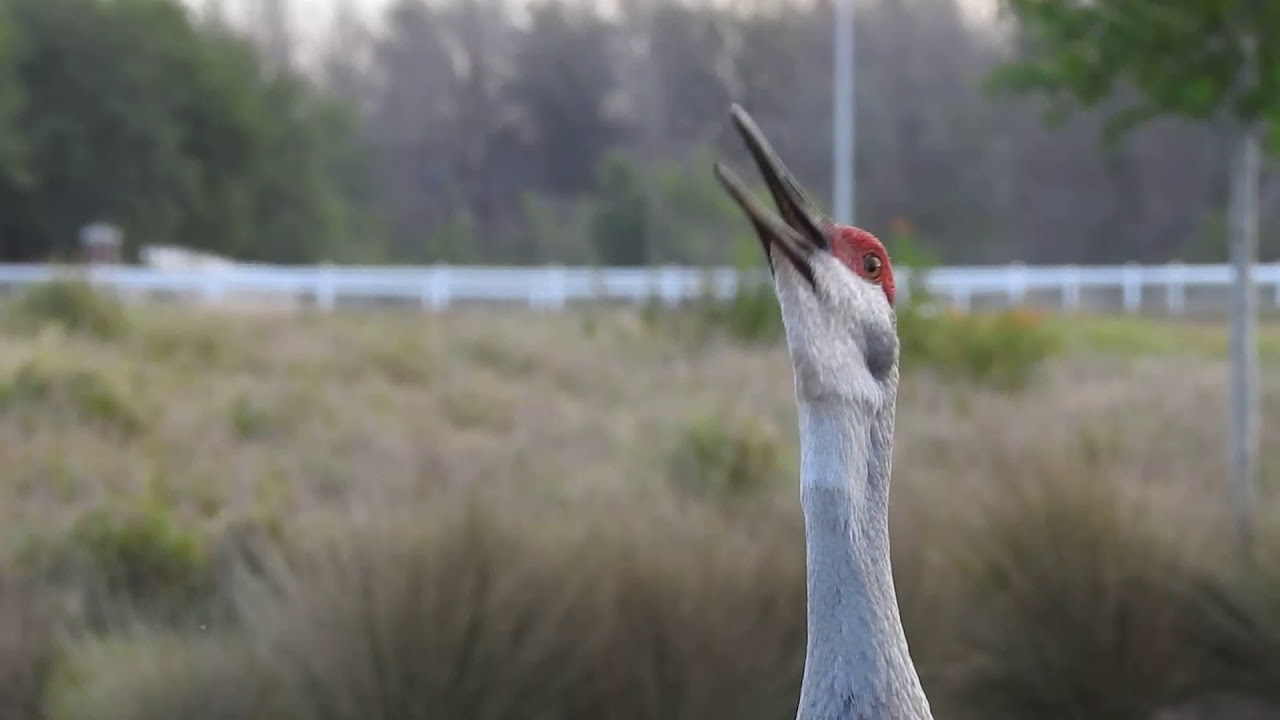 Sandhill Crane Call YouTube