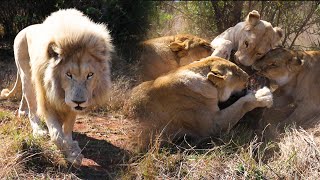 Can Our LIONS Catch Their Own Food? | The Lion Whisperer