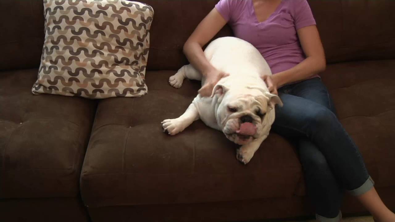 Lilly Brush Set of 2 Pet Hair & Lint Remover on QVC YouTube